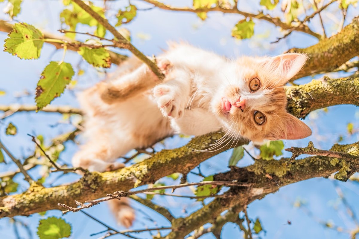 Pet Photos Paradise: Celebrating Furry Friends